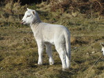 SX12867 Tiny white lamb sticking out tounge.jpg